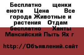 Бесплатно !!! щенки енота!! › Цена ­ 1 - Все города Животные и растения » Отдам бесплатно   . Ханты-Мансийский,Пыть-Ях г.